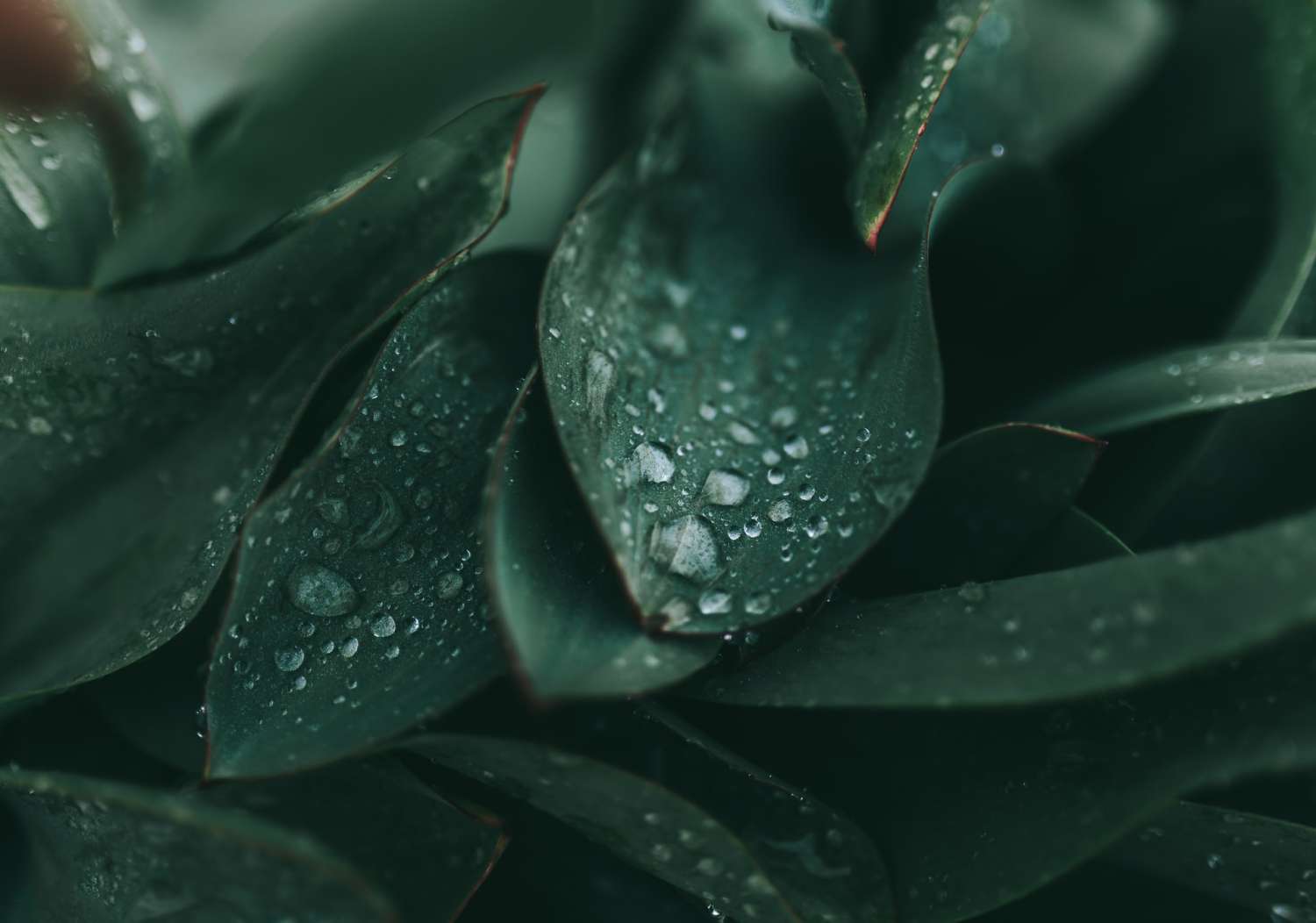 mảng xanh The Berkley Thảo Điền